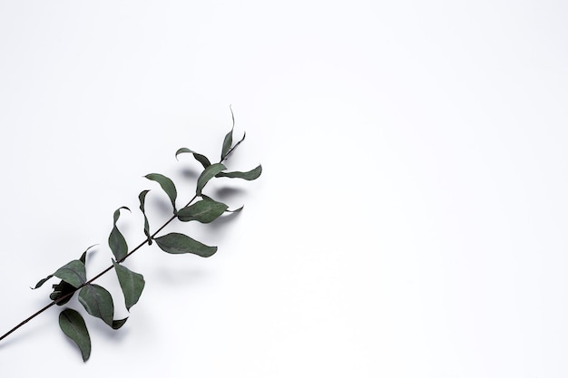 Close-up of plant against white background