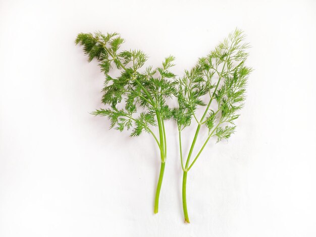 Photo close-up of plant against white background