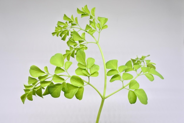 Close-up of plant against white background