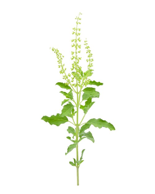 Photo close-up of plant against white background