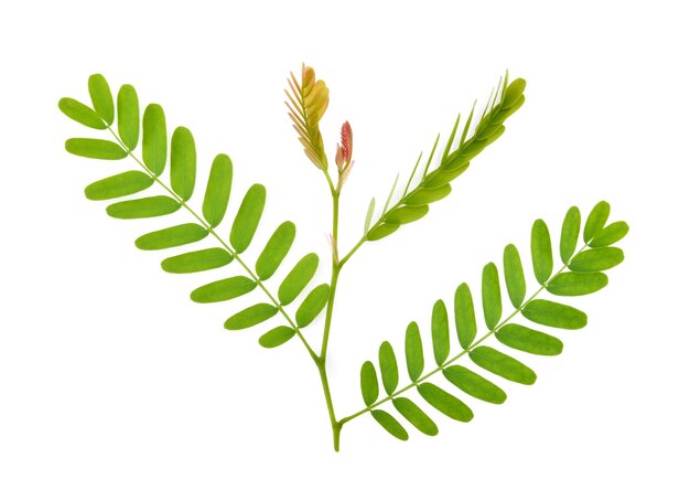 Photo close-up of plant against white background