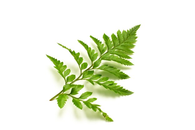 Photo close-up of plant against white background