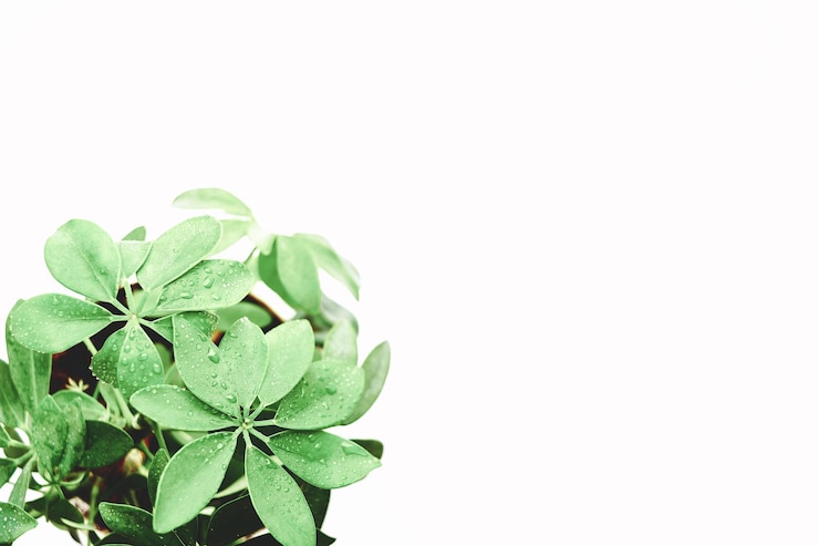 Photo close-up of plant against white background