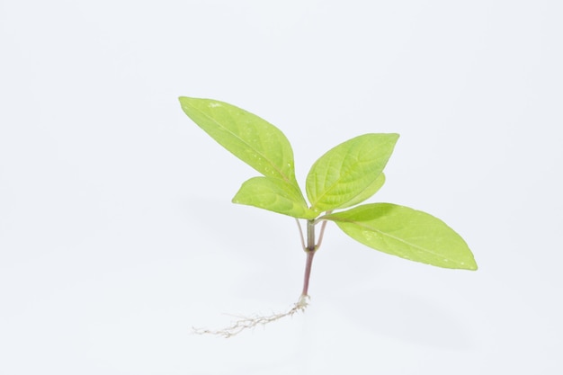 색 배경에 대한 공장의 클로즈업