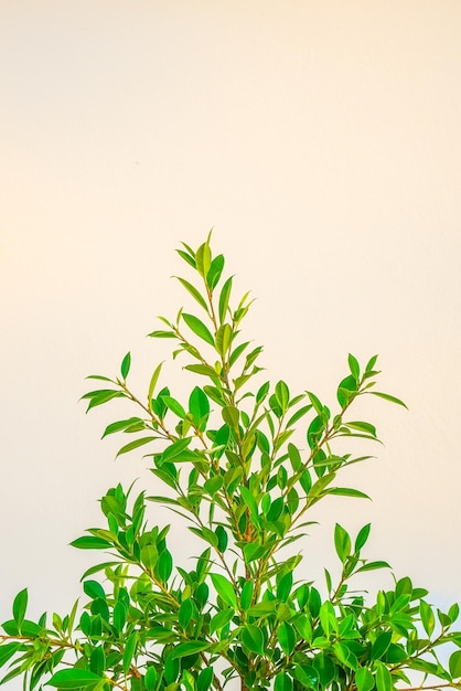 Photo close-up of plant against white background