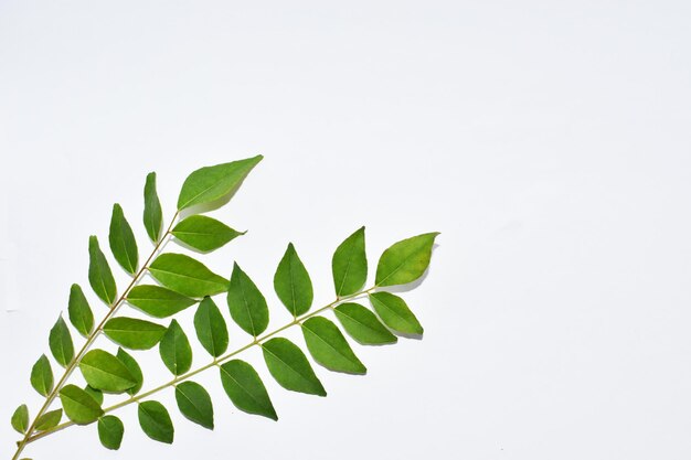 Photo close-up of plant against white background