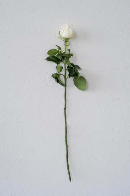 Photo close-up of plant against white wall