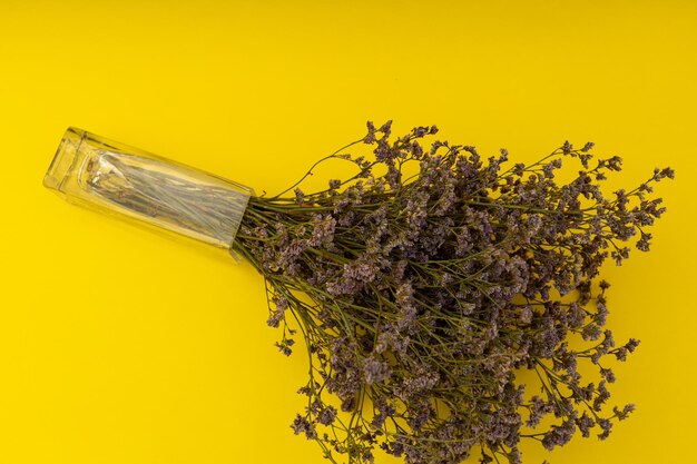 Close-up of plant against yellow background