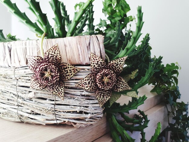 Photo close-up of plant in basket on table