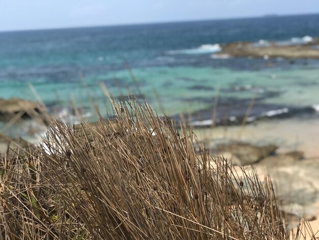 Foto prossimo piano dell'impianto sulla spiaggia contro il mare