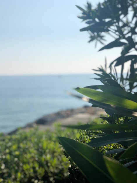 Close-up of plant on beach against sky