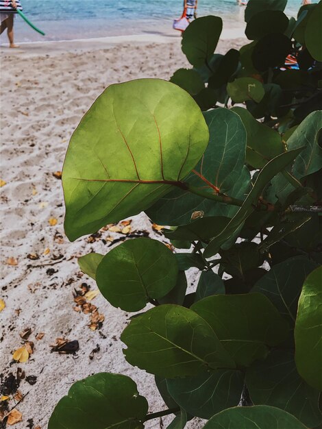 Foto prossimo piano dell'impianto sulla spiaggia