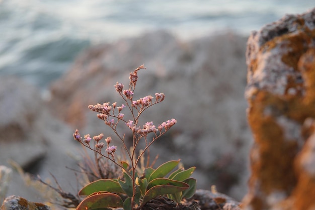 Close-up of plant on beach