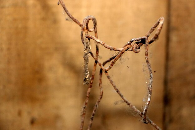 Close-up of plant branch