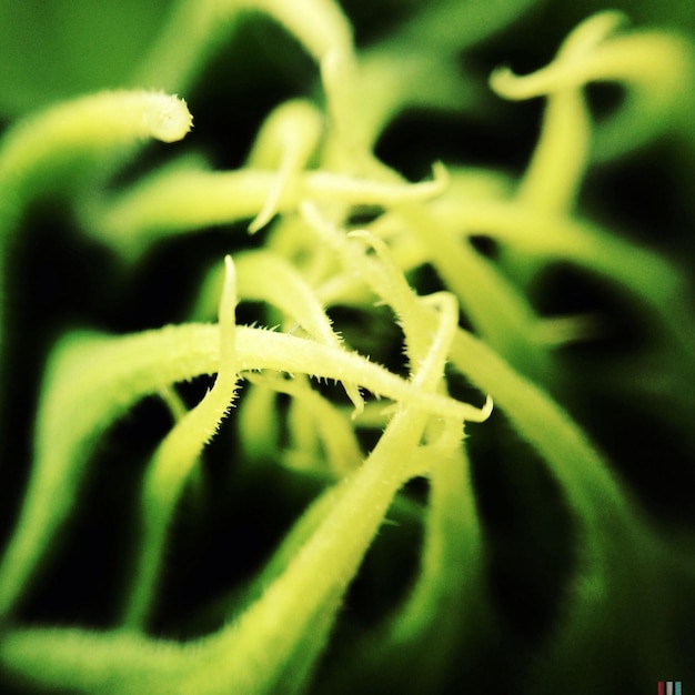 Photo close-up of plant buds