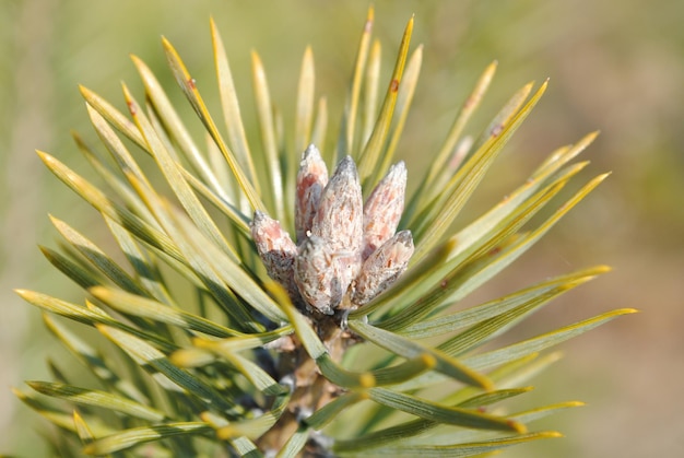 Photo close-up of plant buds