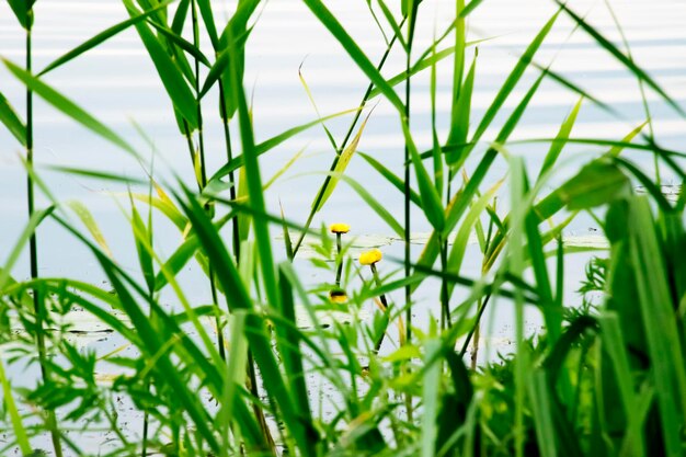 Photo close-up of plant by pond