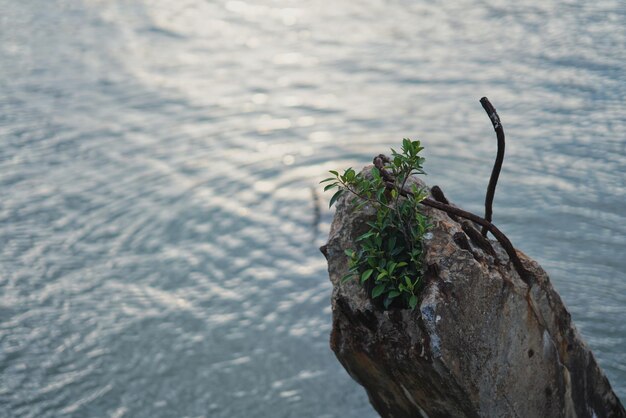 Photo close-up of plant by tree trunk