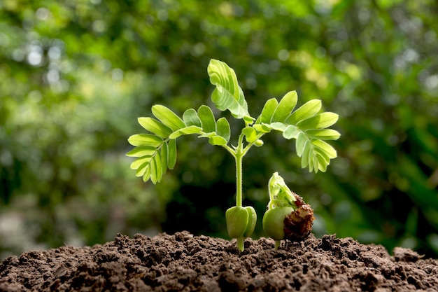 汚れの上にある植物のクローズアップ