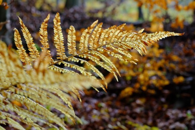Photo close-up of plant during autumn