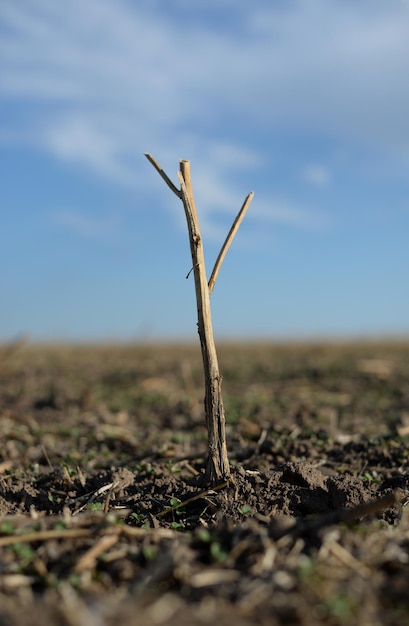 Close-up of plant on field against sky