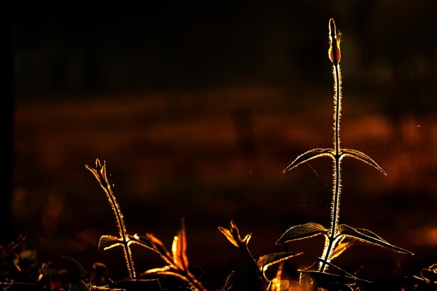 Photo close-up of plant on field at night