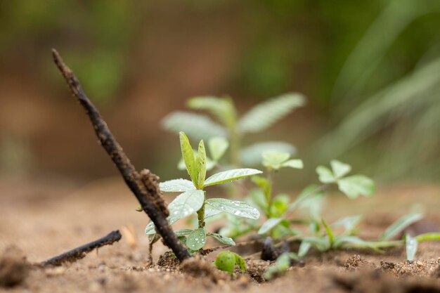 Foto prossimo piano dell'impianto sul campo