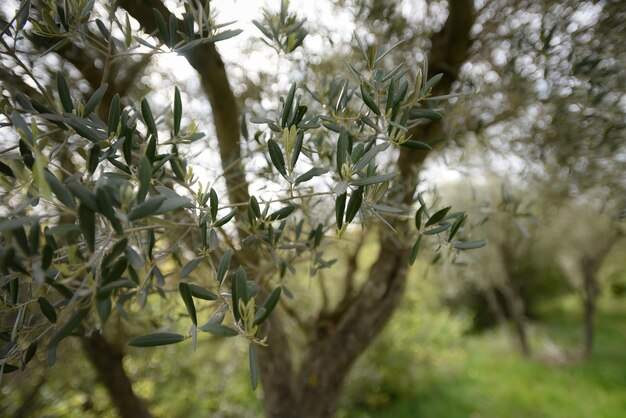 Photo close-up of plant on field