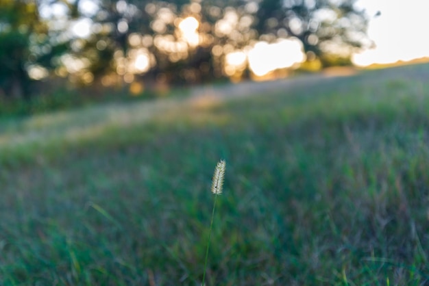 Photo close-up of plant on field