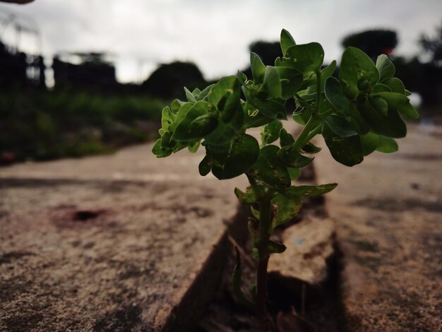 Foto prossimo piano dell'impianto sul campo