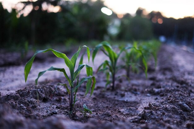 Photo close-up of plant on field