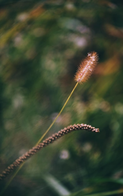 Photo close-up of plant on field