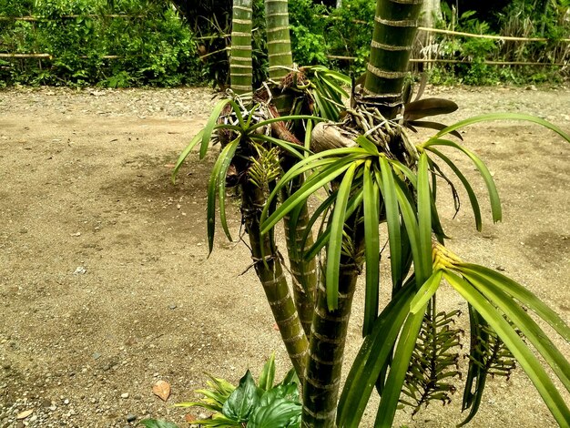 Close-up of plant on field