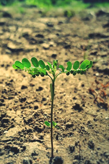 Photo close-up of plant on field