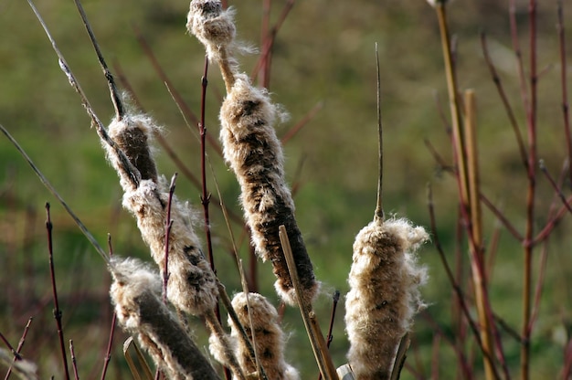 Photo close-up of plant on field