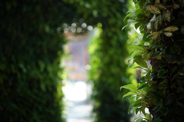 Photo close-up of plant in garden