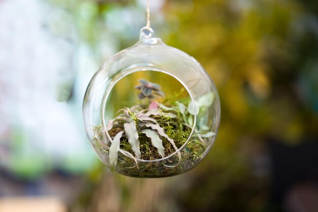 Photo close-up of plant in glass container