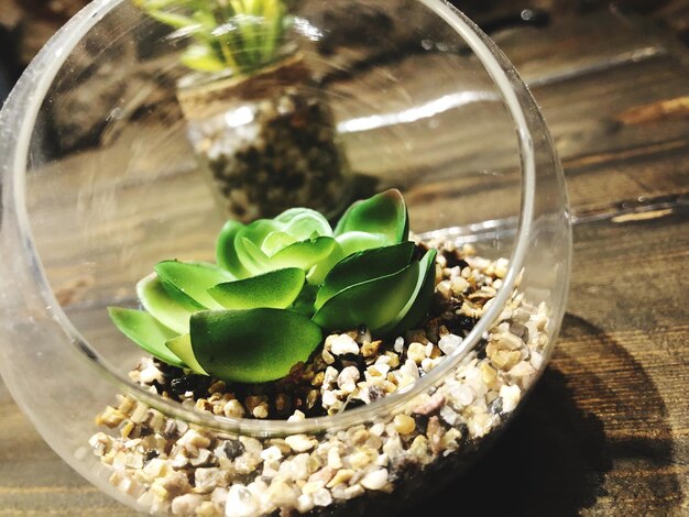 Close-up of plant in glass jar on table