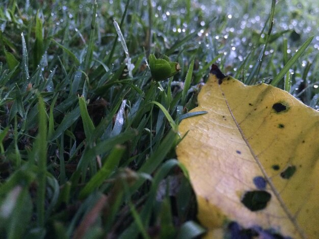 Close-up of plant in grass