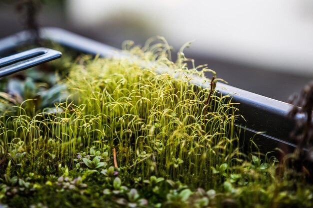 Close-up of plant on grass