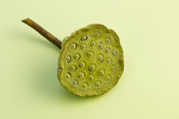 Close-up of plant on green background