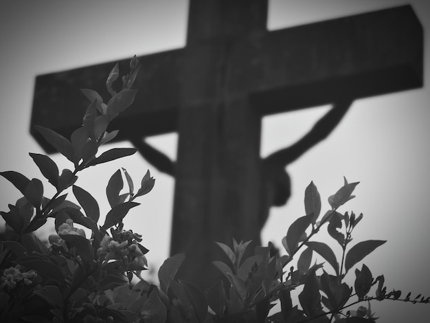 Photo close-up of plant growing against wall