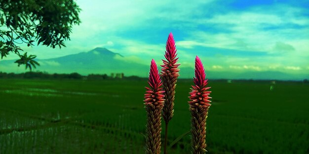 Close-up of plant growing on field against sky