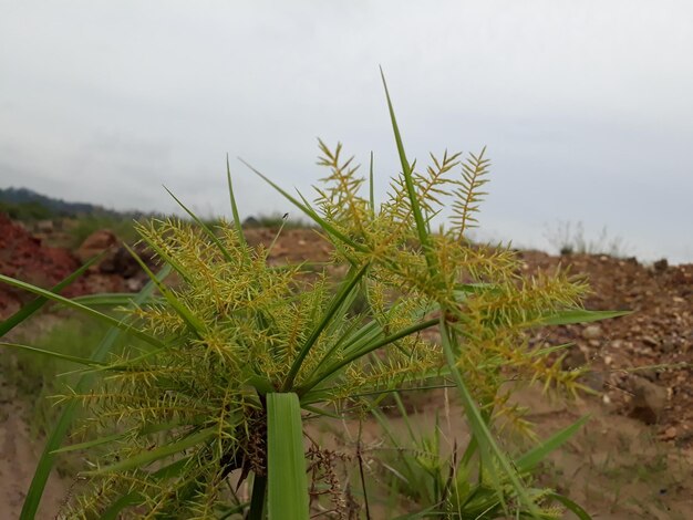 Close-up of plant growing on field against sky