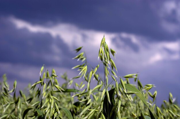 Close-up of plant growing on field against sky