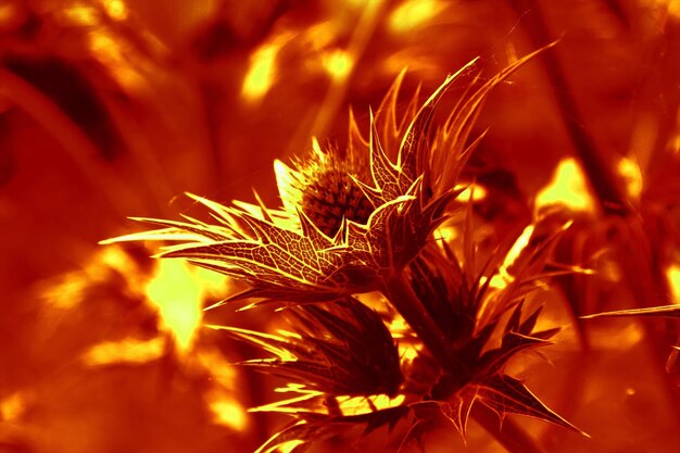 Close-up of plant growing on field at night