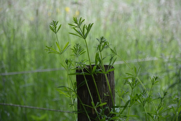 Close-up of plant growing on field