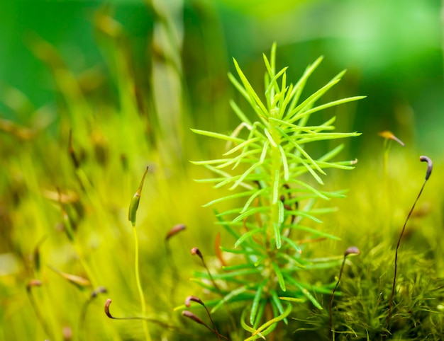 Close-up of plant growing on field