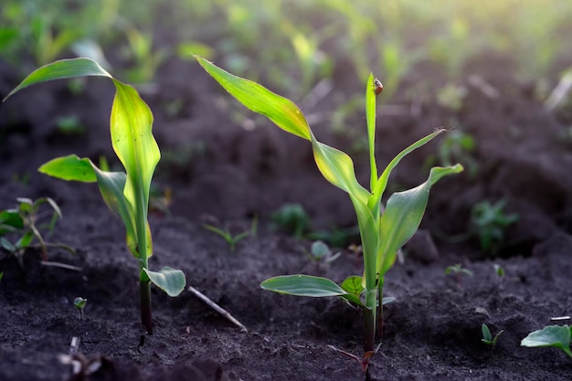 Photo close-up of plant growing on field