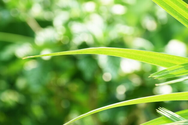 Close-up of plant growing on field